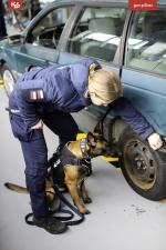 Policjantka wskazuje psu służbowemu nadkole samochodu.